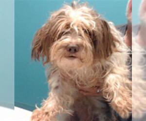 Maltese-Unknown Mix Dogs for adoption in Houston, TX, USA
