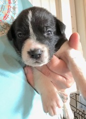 Border Collie-Unknown Mix Dogs for adoption in Bostic, NC, USA