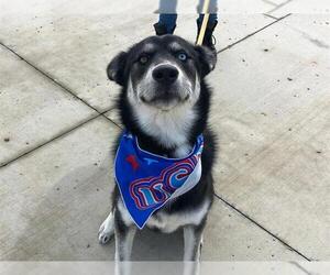Medium Photo #1 Gerberian Shepsky Puppy For Sale in Orange, CA, USA