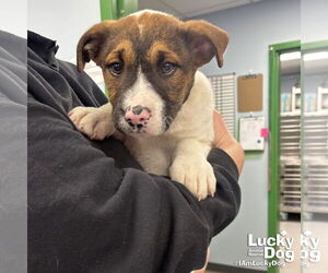 Mutt Dogs for adoption in Washington, DC, USA