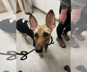 Pharaoh Hound Dogs for adoption in Alameda, CA, USA