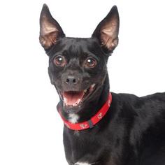 Boston Terrier Dogs for adoption in Los Angeles, CA, USA