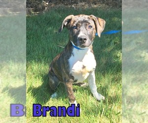 American Pit Bull Terrier-Unknown Mix Dogs for adoption in Tremont, IL, USA