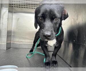 Dachshund-Unknown Mix Dogs for adoption in Grand Prairie, TX, USA