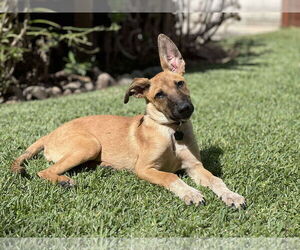 Mutt Dogs for adoption in Menifee, CA, USA