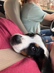 Beagle Dogs for adoption in Newcastle, OK, USA