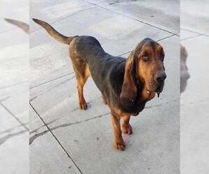 Bloodhound Dogs for adoption in Maquoketa, IA, USA