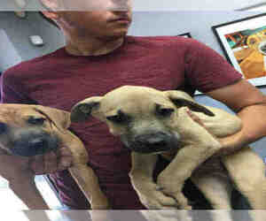 German Shepherd Dog Dogs for adoption in Fort Walton Beach, FL, USA