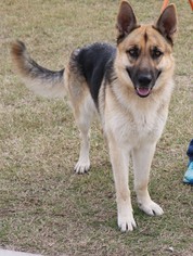 German Shepherd Dog Dogs for adoption in Lytle, TX, USA