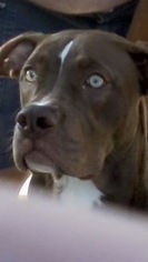 American Bulldog Dogs for adoption in Clarkston, MI, USA