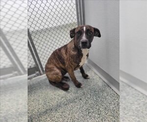 Plott Hound-Unknown Mix Dogs for adoption in Salisbury, NC, USA