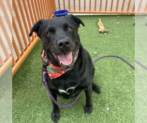 Labrador Retriever-Unknown Mix Dogs for adoption in Las Vegas, NV, USA