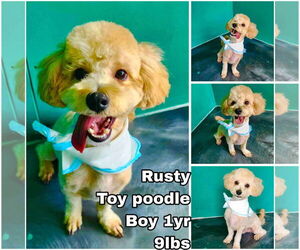 Poodle (Miniature) Dogs for adoption in Seattle, WA, USA