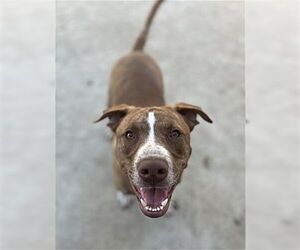 American Staffordshire Terrier-Labrador Retriever Mix Dogs for adoption in Dana Point, CA, USA