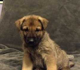 Medium Photo #1 German Shepherd Dog-Unknown Mix Puppy For Sale in Lakewood, CO, USA
