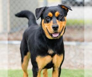 Rottweiler Dogs for adoption in Camarillo, CA, USA