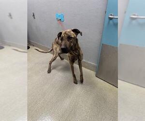 Mutt Dogs for adoption in Las Vegas, NV, USA