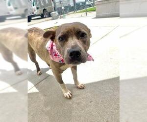 American Pit Bull Terrier Dogs for adoption in Tulsa, OK, USA
