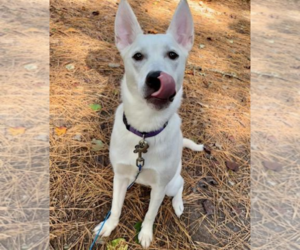 Huskies -Unknown Mix Dogs for adoption in Holly Springs, NC, USA