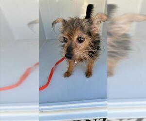 Mutt Dogs for adoption in Houston, TX, USA