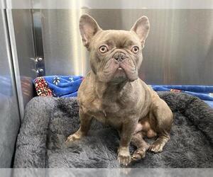 French Bulldog Dogs for adoption in Orange, CA, USA