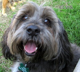 Havanese Dogs for adoption in Lindsay, CA, USA