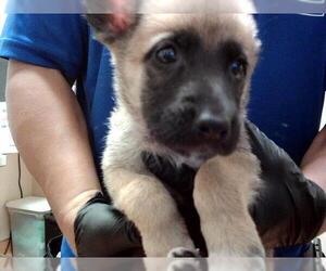 Dutch Shepherd -Siberian Husky Mix Dogs for adoption in Martinez, CA, USA