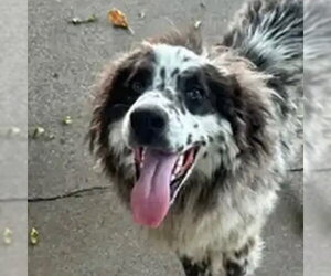 Australian Shepherd-Unknown Mix Dogs for adoption in Canton, CT, USA