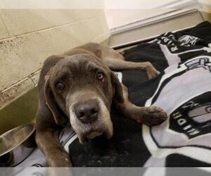 Presa Canario Dogs for adoption in Moreno Valley, CA, USA