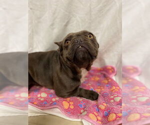 French Bulldog Dogs for adoption in Modesto, CA, USA