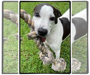 Pointer Dogs for adoption in Glen Allen, VA, USA