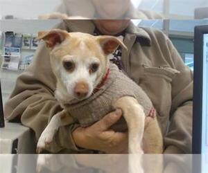 Chihuahua Dogs for adoption in Oklahoma City, OK, USA