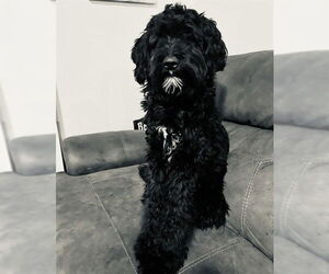 Bernedoodle Dogs for adoption in Ogden, UT, USA