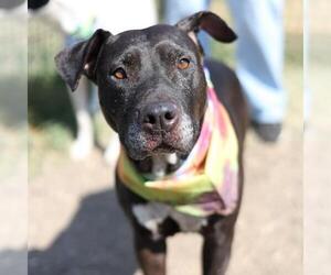 American Staffordshire Terrier-Unknown Mix Dogs for adoption in San Antonio, TX, USA