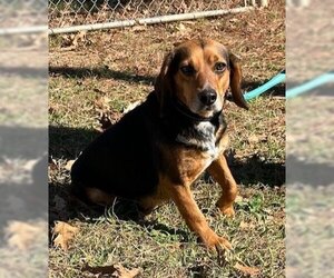 Beagle Dogs for adoption in Valrico, FL, USA