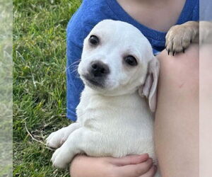 Chipin Dogs for adoption in San Jose, CA, USA