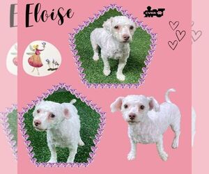 Poodle (Miniature) Dogs for adoption in Lindsay, CA, USA