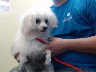 Bichon-A-Ranian Dogs for adoption in Houston, TX, USA