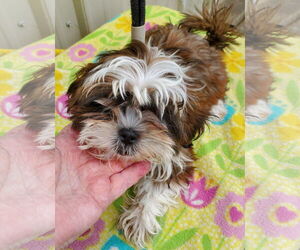 Shih Tzu Dogs for adoption in Mountain View, MO, USA