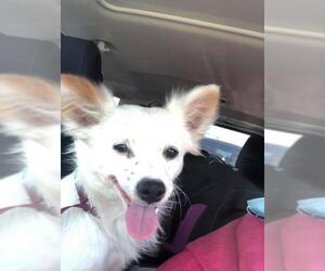Jack-A-Ranian Dogs for adoption in Arlington, WA, USA