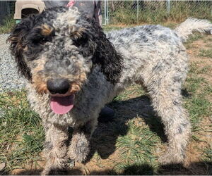 Bernedoodle Dogs for adoption in Thomasville, NC, USA