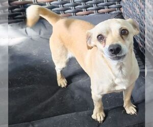 Chihuahua Dogs for adoption in Carrollton, TX, USA