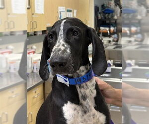 German Wirehaired Pointer Dogs for adoption in Riverside, CA, USA
