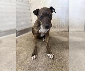 Mutt Dogs for adoption in San Bernardino, CA, USA