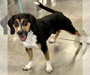 Beagle-Unknown Mix Dogs for adoption in Batavia, OH, USA