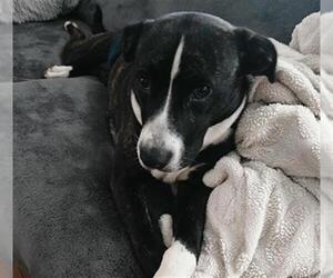 Mutt Dogs for adoption in Tulsa, OK, USA