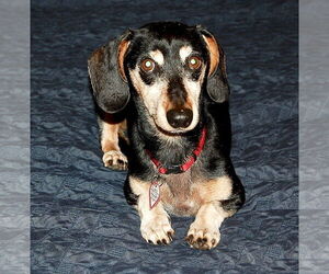 Dachshund Dogs for adoption in Shelbyville, TN, USA