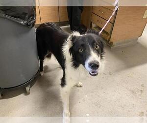 Border Collie Dogs for adoption in Modesto, CA, USA