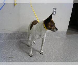 Mutt Dogs for adoption in Pasadena, TX, USA