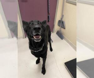 German Shepherd Dog Dogs for adoption in Santa Cruz, CA, USA